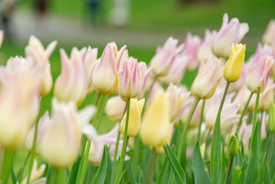 Close-up of a bouquet of fresh tulips with soft pink and cream petals, some with hints of yellow at the base, arranged in a glass vase on a table. The flowers have sturdy green stems and are displayed