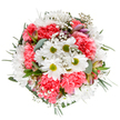 This joyful Kilburn bouquet, vividly arranged against a flawless white background, brings together crisp white daisies with bold lime centers and voluminous coral-pink carnations in an elegant, balanced circle. Wisps of delicate gypsophila scatter like springtime sunlight on the bustling streets near Kilburn High Road, while silver-green eucalyptus leaves provide a serene, matte foil to the energetic colors. Hints of unopened alstroemeria buds with touches of purple and blush nestle beneath, ready to unfold in their own time. The arrangement's luscious blend of textures and layered greens gives it a sense of calm celebration that feels right at home whether marking a birthday, anniversary, or simply sending care across NW6. Crafted with a florist's keen eye for detail and a warmth that reflects Kilburn's rich diversity, this bouquet is perfect for brightening a living room near Brondesbury Park or welcoming guests to a home off Iverson Road. The overall impression is one of gentle optimism-a floral embrace that captures the joy and renewal of life in Kilburn.