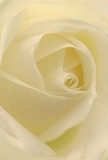 Stepping inside the intimate swirl of this cream-white rose, you're enveloped by petals so soft and fine they seem to capture the first light streaming into a Kilburn home. The spiral arrangement gently draws the eye toward the flower's tranquil heart, where traces of dew-like sheen and delicate shadows suggest both new beginnings and cherished memories. The creamy, barely-there hues-ivory and pale whisper-yellow-combine in layers that appear both fragile and enduring, a fitting symbol for moments requiring comfort or reverence. The peace radiating from this image feels similar to the quiet hush found in nearby Kilburn Grange Park just after sunrise-a place of reflection and hope. The sensation is more than visual: you can almost sense the velvet touch of the petals and imagine their faint, sweet aroma lifting the spirit or soothing the soul. For a florist, such a rose embodies thoughtful artistry and patient care, a bloom chosen with purpose for sympathy bouquets, tokens of admiration, or to commemorate new chapters. The close view not only celebrates the natural beauty and skilled arrangement behind the flower, but also honours the quiet, heartfelt moments that connect neighbours and friends throughout Kilburn.